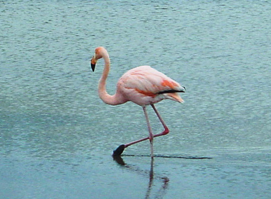 flamingo