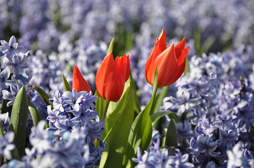 tulips