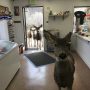deer-family-visits-store-colorado-4-5a326e1eb095a__700