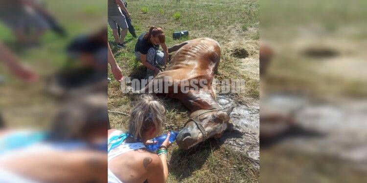 Βασανιστικός θάνατος για άλογο στο Σιδάρι, χωρίς νερό, κάτω απ΄ τον ήλιο!