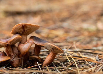 A selective focus shot of brown mushrooms in the forest
