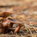 A selective focus shot of brown mushrooms in the forest