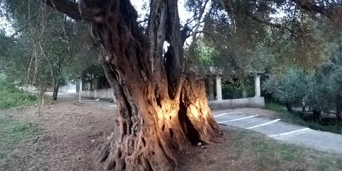 Φωτογραφία: ΑΠΕ-ΜΠΕ/ΕΝΩΣΗΣ ΕΠΤΑΝΗΣΙΩΝ ΕΛΛΑΔΑΣ/ΓΙΩΡΓΟΣ ΑΝΔΡΙΩΤΗΣ